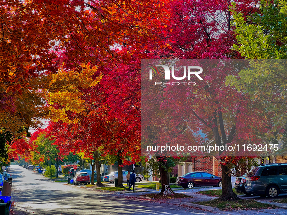 Colorful leaves appear during the autumn season in Toronto, Ontario, Canada, on October 18, 2024. 