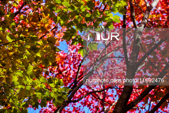 Colorful leaves appear during the autumn season in Toronto, Ontario, Canada, on October 18, 2024. 