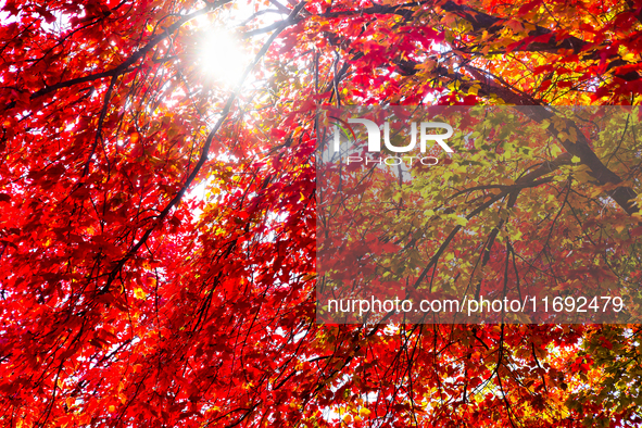 Sun filters through colorful leaves during the autumn season in Toronto, Ontario, Canada, on October 18, 2024. 