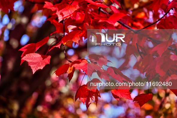 Colorful leaves appear during the autumn season in Toronto, Ontario, Canada, on October 18, 2024. 