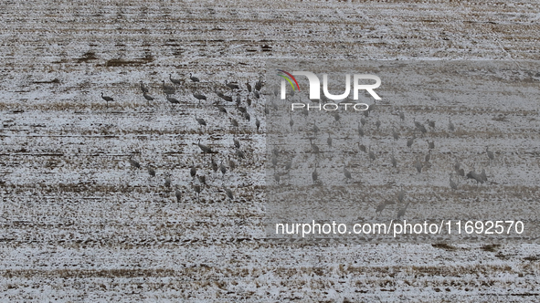 Grey cranes feed and play in a stubble field after heavy snow in Barkol, Xinjiang province, China, on October 20, 2024. 