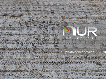 Grey cranes feed and play in a stubble field after heavy snow in Barkol, Xinjiang province, China, on October 20, 2024. (