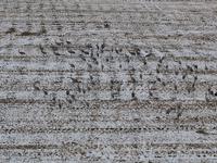 Grey cranes feed and play in a stubble field after heavy snow in Barkol, Xinjiang province, China, on October 20, 2024. (