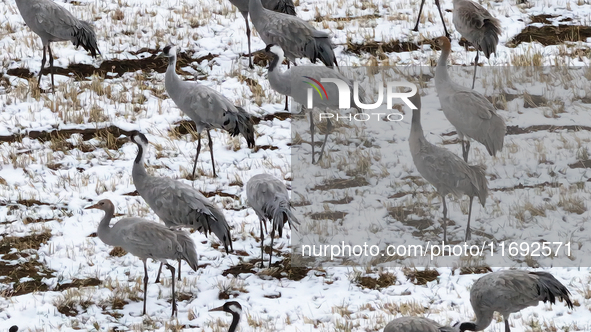 Grey cranes feed and play in a stubble field after heavy snow in Barkol, Xinjiang province, China, on October 20, 2024. 