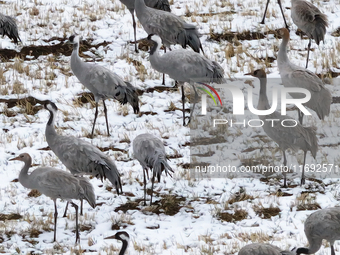 Grey cranes feed and play in a stubble field after heavy snow in Barkol, Xinjiang province, China, on October 20, 2024. (