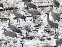 Grey cranes feed and play in a stubble field after heavy snow in Barkol, Xinjiang province, China, on October 20, 2024. (