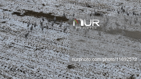 Grey cranes feed and play in a stubble field after heavy snow in Barkol, Xinjiang province, China, on October 20, 2024. 