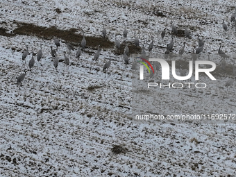 Grey cranes feed and play in a stubble field after heavy snow in Barkol, Xinjiang province, China, on October 20, 2024. (