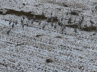 Grey cranes feed and play in a stubble field after heavy snow in Barkol, Xinjiang province, China, on October 20, 2024. (