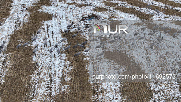 Grey cranes feed and play in a stubble field after heavy snow in Barkol, Xinjiang province, China, on October 20, 2024. 