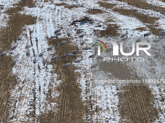 Grey cranes feed and play in a stubble field after heavy snow in Barkol, Xinjiang province, China, on October 20, 2024. (