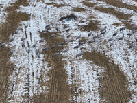 Grey cranes feed and play in a stubble field after heavy snow in Barkol, Xinjiang province, China, on October 20, 2024. (