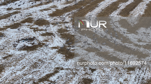 Grey cranes feed and play in a stubble field after heavy snow in Barkol, Xinjiang province, China, on October 20, 2024. 