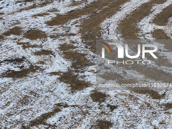 Grey cranes feed and play in a stubble field after heavy snow in Barkol, Xinjiang province, China, on October 20, 2024. (