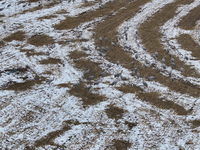 Grey cranes feed and play in a stubble field after heavy snow in Barkol, Xinjiang province, China, on October 20, 2024. (