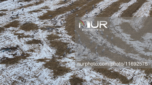 Grey cranes feed and play in a stubble field after heavy snow in Barkol, Xinjiang province, China, on October 20, 2024. 