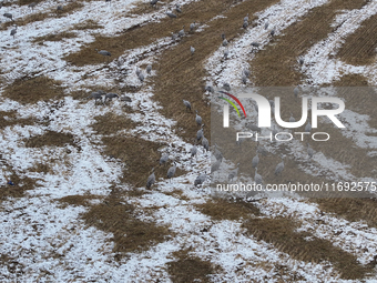 Grey cranes feed and play in a stubble field after heavy snow in Barkol, Xinjiang province, China, on October 20, 2024. (