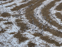 Grey cranes feed and play in a stubble field after heavy snow in Barkol, Xinjiang province, China, on October 20, 2024. (