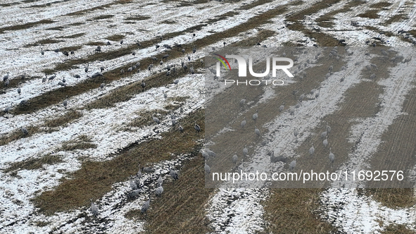 Grey cranes feed and play in a stubble field after heavy snow in Barkol, Xinjiang province, China, on October 20, 2024. 