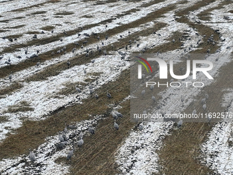 Grey cranes feed and play in a stubble field after heavy snow in Barkol, Xinjiang province, China, on October 20, 2024. (