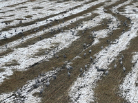 Grey cranes feed and play in a stubble field after heavy snow in Barkol, Xinjiang province, China, on October 20, 2024. (