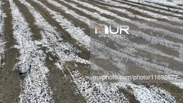 Grey cranes feed and play in a stubble field after heavy snow in Barkol, Xinjiang province, China, on October 20, 2024. 