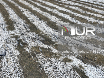 Grey cranes feed and play in a stubble field after heavy snow in Barkol, Xinjiang province, China, on October 20, 2024. (