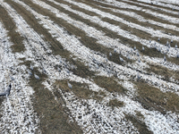 Grey cranes feed and play in a stubble field after heavy snow in Barkol, Xinjiang province, China, on October 20, 2024. (