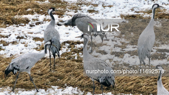 Grey cranes feed and play in a stubble field after heavy snow in Barkol, Xinjiang province, China, on October 20, 2024. 