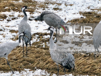 Grey cranes feed and play in a stubble field after heavy snow in Barkol, Xinjiang province, China, on October 20, 2024. (