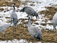 Grey cranes feed and play in a stubble field after heavy snow in Barkol, Xinjiang province, China, on October 20, 2024. (