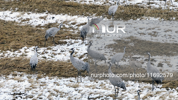 Grey cranes feed and play in a stubble field after heavy snow in Barkol, Xinjiang province, China, on October 20, 2024. 