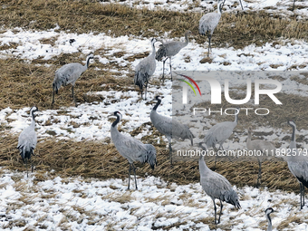 Grey cranes feed and play in a stubble field after heavy snow in Barkol, Xinjiang province, China, on October 20, 2024. (