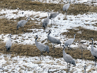 Grey cranes feed and play in a stubble field after heavy snow in Barkol, Xinjiang province, China, on October 20, 2024. (