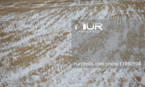 Heavy snow brought by strong cold air falls on the north slope of Tianshan Mountain in Hami, China, on October 20, 2024. 