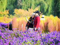 Tourists view flowers at Yimu Yuan Park outside the southwest wall of the Old Summer Palace in Beijing, China, on October 21, 2024. In recen...