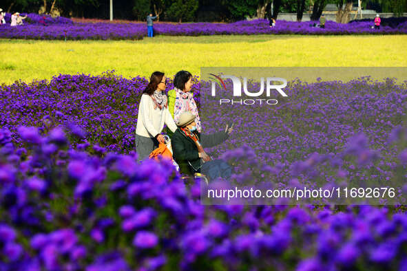 Tourists view flowers at Yimu Yuan Park outside the southwest wall of the Old Summer Palace in Beijing, China, on October 21, 2024. In recen...