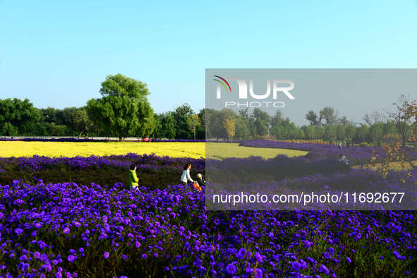 Tourists view flowers at Yimu Yuan Park outside the southwest wall of the Old Summer Palace in Beijing, China, on October 21, 2024. In recen...