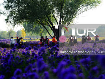 Tourists view flowers at Yimu Yuan Park outside the southwest wall of the Old Summer Palace in Beijing, China, on October 21, 2024. In recen...