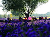 Tourists view flowers at Yimu Yuan Park outside the southwest wall of the Old Summer Palace in Beijing, China, on October 21, 2024. In recen...