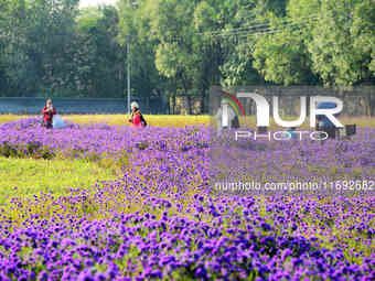 Tourists view flowers at Yimu Yuan Park outside the southwest wall of the Old Summer Palace in Beijing, China, on October 21, 2024. In recen...