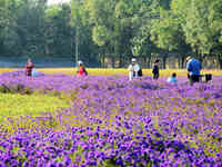 Tourists view flowers at Yimu Yuan Park outside the southwest wall of the Old Summer Palace in Beijing, China, on October 21, 2024. In recen...