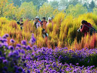 Tourists view flowers at Yimu Yuan Park outside the southwest wall of the Old Summer Palace in Beijing, China, on October 21, 2024. In recen...