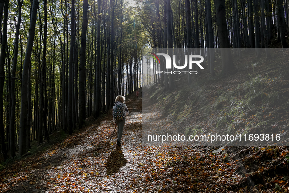 Tourists hike on a mountain path in Moravian-Silesian Beskids mountain range as autumn trees shine with colours in Czech Republic on October...