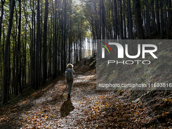 Tourists hike on a mountain path in Moravian-Silesian Beskids mountain range as autumn trees shine with colours in Czech Republic on October...