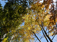 Moravian-Silesian Beskids mountain range is seen as autumn trees shine with colours in Czech Republic on October 20, 2024. The range is cove...