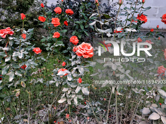 Dust covers roses near a building damaged by the October 18 Russian missile strike in Odesa, Ukraine, on October 19, 2024. NO USE RUSSIA. NO...