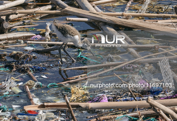 Huge quantities of tubular nets used for mussel farming and buoys employed in the fishing industry invade the sea and the coast around the l...