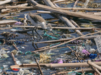 Huge quantities of tubular nets used for mussel farming and buoys employed in the fishing industry invade the sea and the coast around the l...