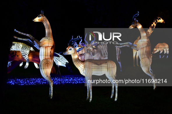 The 4th edition of the Wild Lights Festival at the Peaugres Safari in Ardeche, France, features more than 2,000 light sculptures during the...